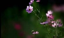 [我的烦恼]“烦”花_1200字