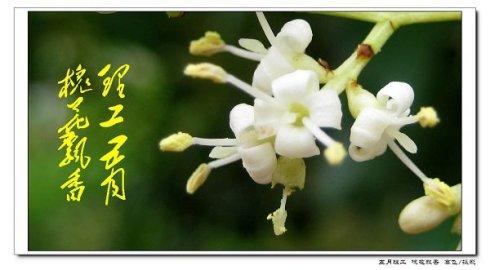 [我的麻烦]花雨_900字