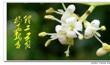 [我的烦恼]槐花雨_900字
