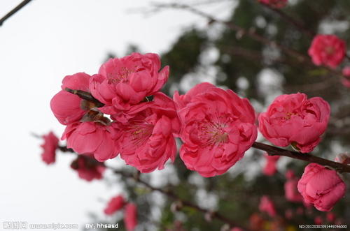 桃花_600字