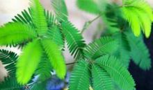 可爱的含羞草_400字