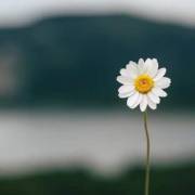 文明是一缕阳光_600字