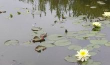 高一说明文：春天的田野（三）_500字