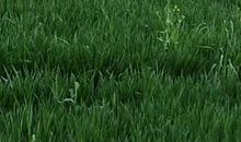 高一说明文：春天的田野（二）_500字