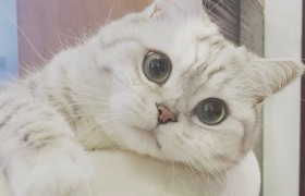 可爱的小猫_150字