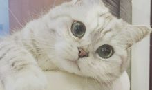 可爱的小猫仔_150字