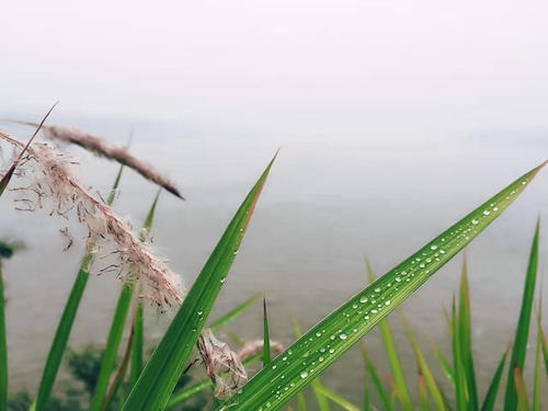 花脚印_1500字