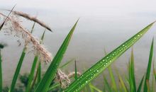 花落的足迹_1500字