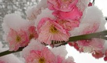 关于雪的作文：梅花若雪，雪映梅花_700字