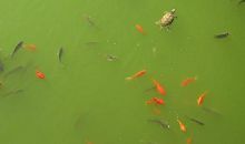 我家的小金鱼_650字