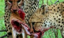 猎豹之野性呼唤 第一章节 幼豹金云_750字