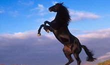 关于马的作文：两匹马儿_900字