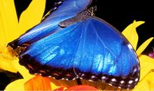 蝴蝶从哪里飞_400字