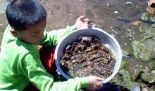 第一次捉螃蟹_250字