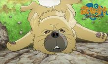 《藏獒多吉》观后感_1200字