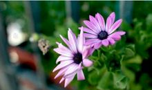 人生淡如菊_1200字