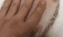 威武的小刺猬_250字