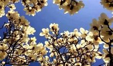 春天优美段落：我眼中的春天段落_650字