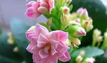 我要开花给你看_900字