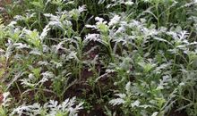 春天优美段落：春天来了段落_750字