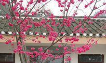 春天优美段落：春天里段落_650字