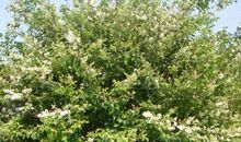 春天优美段落：春天的校园段落_650字