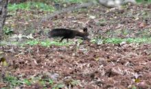 黄鼠狼参加运动会_1200字