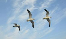 飞翔的文字不再孤独_700字