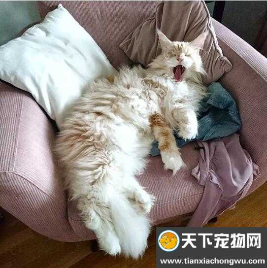 我的猫 - “小碧玉”_400字