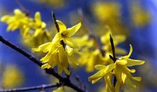 春天的美丽_200字