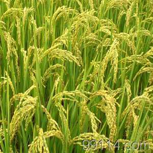 Rey of Rice _300字