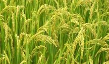 稻谷的自述_300字