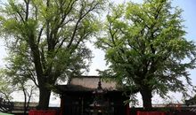 我爱花果山_650字