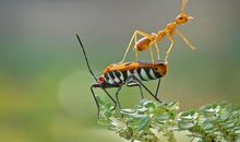 蚂蚁的世界_500字