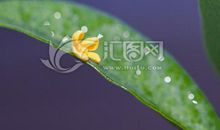 一花一叶总关禅_600字