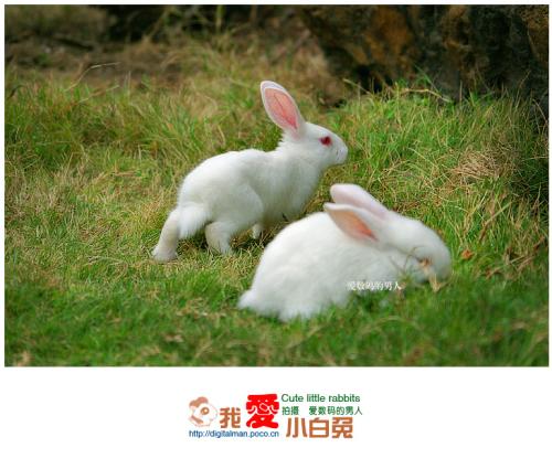 我喜欢小白兔_550字