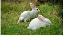 我爱小白兔_550字