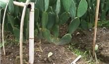 嫁接的生命_900字