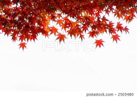 秋叶_100字
