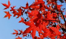 我爱秋天的色彩_750字