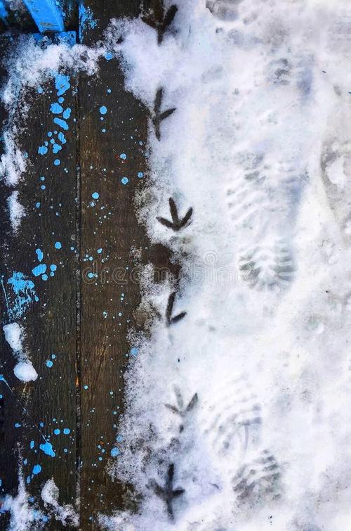 在雪地上的组成：雪中的足迹_600字