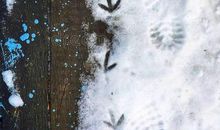 关于雪的作文：雪中的脚印_600字