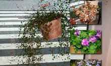 我喜欢吊兰花_800字