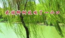 我把柳枝插回家_800字