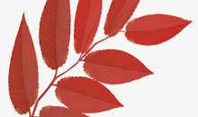 枫叶的特色_450字