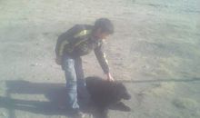 我家的小狗长大了_400字