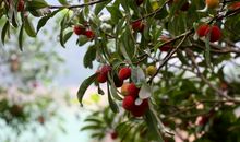 家乡的杨梅“香”_450字