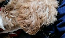 我有一个好干妈_500字