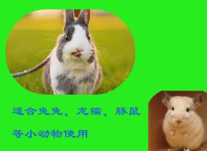 我的仓鼠毛球_500字