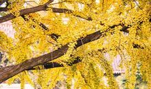 校园的银杏_400字